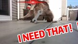 [TFP/Bukti Kepemimpinan] Angry Wrench Raccoon‼ ️
