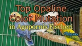 Top Opaline Color Mutation in Agapornis Fischeri | African Lovebirds Opaline