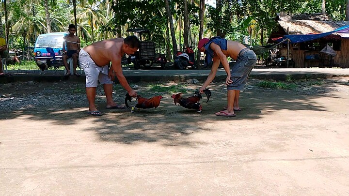 last spar                        #1cock ulotan