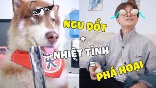 Đông Dương Đại Ngáo | ĐÔNG DƯƠNG Ngu Dốt + Nhiệt Tình = PHÁ HOẠI 🤣 Gâu Đần Official