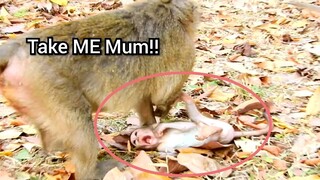 Take ME Mum!!, Baby Monkey Was Pushed By Mum, Monkey Make Her Baby Failed Condition