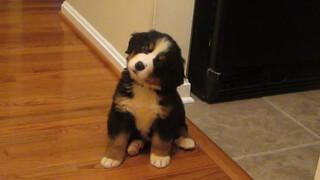 Baby voice! Two-month-old Bernese Mountain puppy tilts its head in confusion and looks cute