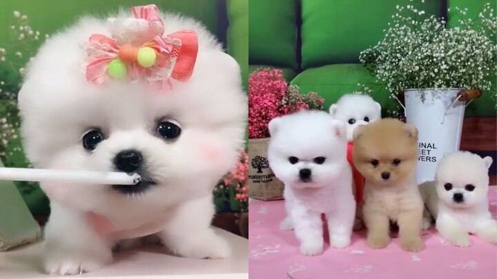 Tik Tok Chó Phốc Sóc - Funny and Cute Mini Pomeranian #5