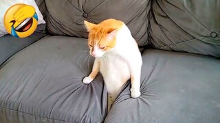 Best Funny Animal Videos Of The 2022 🤣 - Funniest Cats And Dogs Videos 😺😍