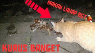 Beri makan kucing Jalanan Di tengah corona kasian😭