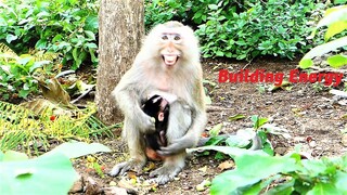 Monkey Teva Carrying Her Newborn Baby Looking for Foods due to Need Energy Recovery