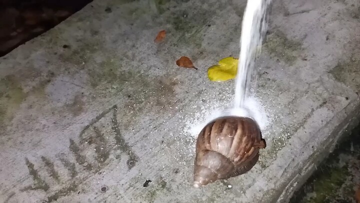 African Snails Are Really Afraid of salt 2.0