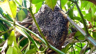 Đi Hái Tổ Ong Trong Rừng Măng Cụt, Hai Anh Em Bất Ngờ Với Tổ Ong Ruồi Quá Khổ