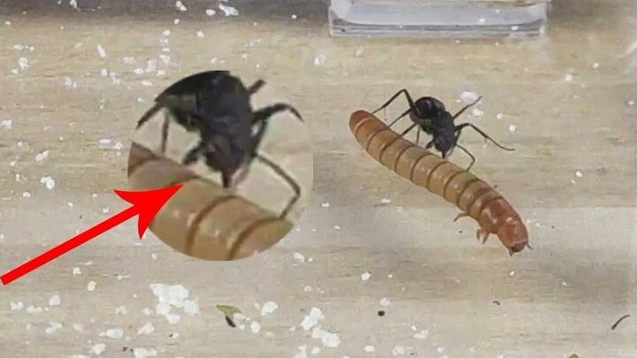 An ant takes on a mealworm! It's incredible!