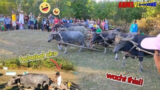 AMAZING CARABAO RACE IN PHILIPPINES | AdiksVenture