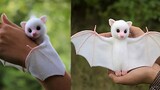 Nine Cutest Baby Animals You Can Actually Own
