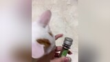 Một chiếc mèo sa ngã cat meow pet animal cutecat yeuchomeo