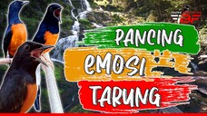 PANCINGAN MURAI BATU AGAR EMOSI TARUNG