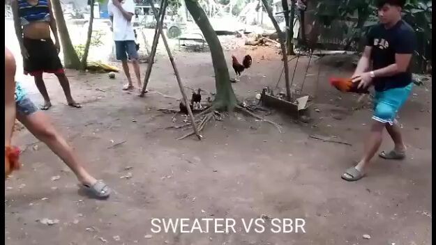 SUPER SWEATER VS SBR 🐓 JM225 GAME FARM