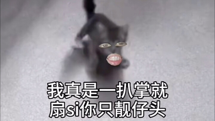 猫：我说过要跟你玩吗？