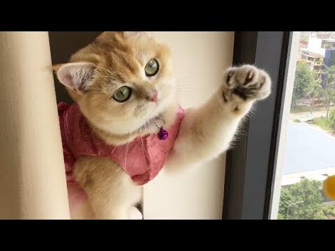 Funny - Cat - Con Mèo Dễ Thương Thích Chơi Điện Thoại