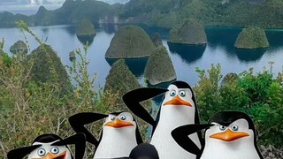 anggota Baru 😎🐧🐧🐧🐧🐧