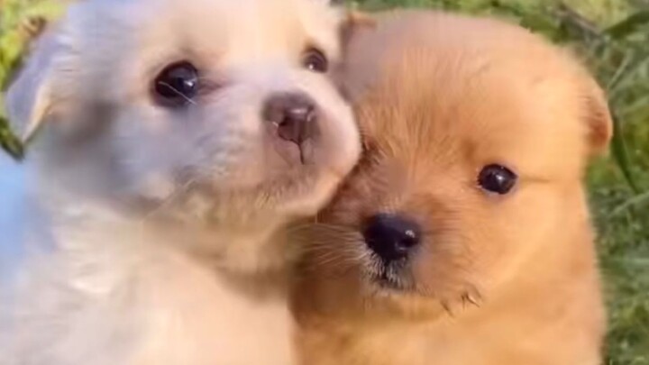 "Little Puppies Are Healing Our Broken Hearts"