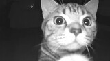 Anak Kucing Kecil Mendengar Suara Pemiliknya Dari Monitor