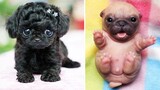 Cute baby animals Videos Compilation cutest moment of the animals - Cutest Puppies #8