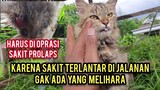 Astagfirullah Kucing  Liar Cantik Ini Harus Di Oprasi Karena Sakit Prolaps Anusnya Sampai Keluar..!