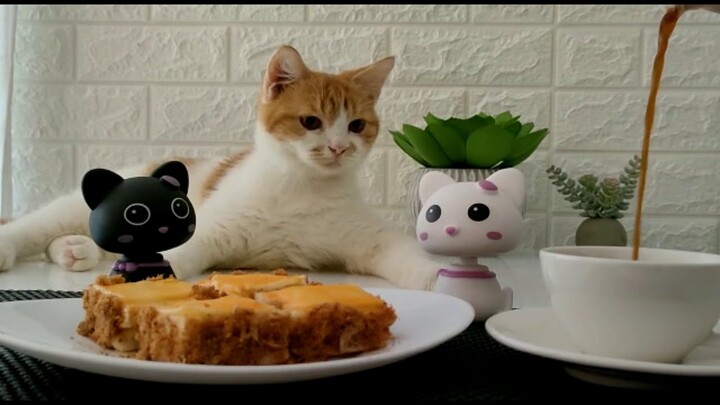 Kucing Selalu Ikutan Kalau Lagi Masak