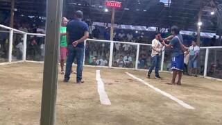 garry Gilliams Roundhead in action🦅