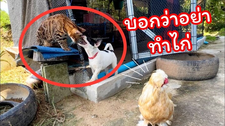 ไม่โดนไก่ตีไม่หยุดใช่ไหม