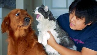 Try Not To Laugh With These Funny Pets 😁