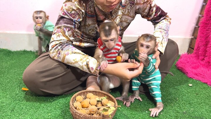 Basket of Longane fruits for the three monkeys, Sweet and Yummy