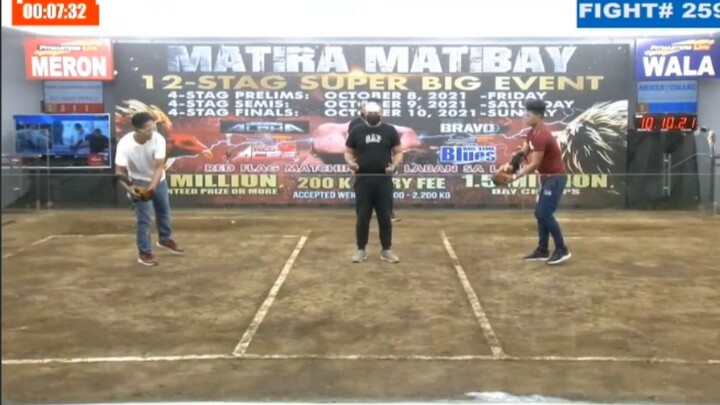 12 Stag Derby Matira Matibay