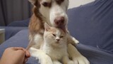 [Cat] Husky licks the cat