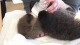 Baby Sea Otter Rubbing Its Face