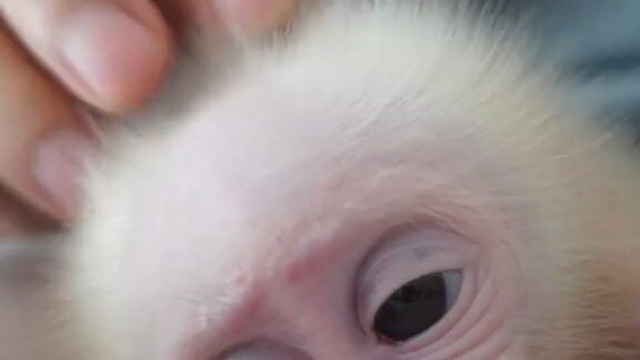 Baby sleep monkey