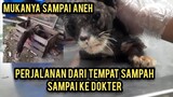 video paling Sedih kucing Sakit Parah Masih Cari Makan Di Tempat Sampah Jutaan Yang Nonton Menangis