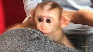 Lovely monkey Mino enjoy watching mommy cooking