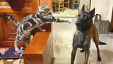 FUNNY CATS and DOGS 🐱🐶 New Funniest Cute Animals Videos