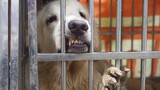 Pet | After Fighting,Dogs are Locked Up