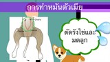 ควรดู!! สุนัขทำหมันตอนไหน ทำหมันสุนัขตัวผู้และสุนัขตัวเมีย by Thai Pet Academy