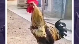 ketika ayam habis makan daging ayam temen