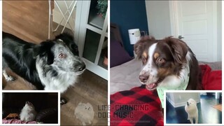 STAY but Dogs Sung It (Doggos and Gabe)
