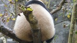 The panda can't swing because it's overweight