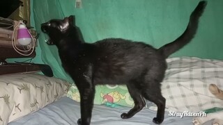 Cat So Mesmerize Seing Black Kitten For The First time