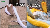 spesies ular kobra & warna macam ular king cobra - dunia binatang