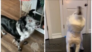 Camel by Camel but Dogs Sung It (Dogs Version Cover)