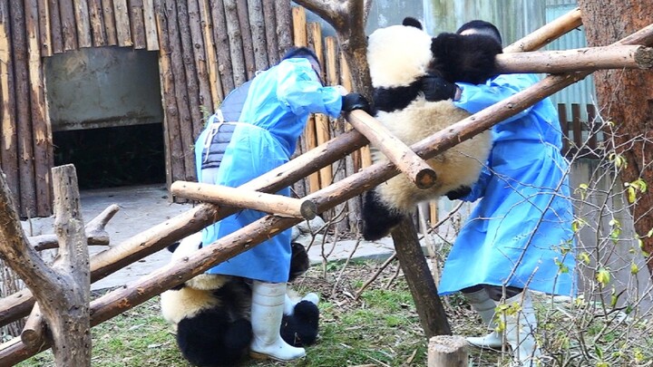Panda Raksasa|Penjaga Hewan Zhang Yue Membereskan He Hua dan He Ye