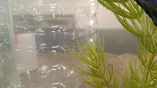HMPK betta fish