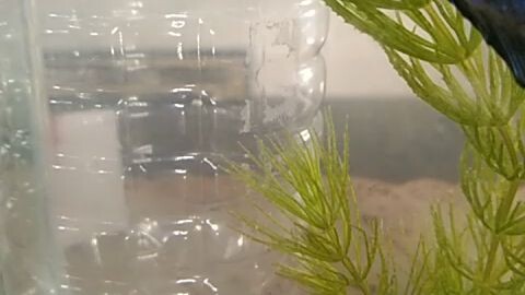 HMPK betta fish