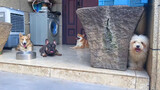(Hewan)Memasang pendingin ruangan untuk anak anjing di musim panas