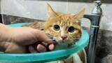 Động vật|Lần đầu tắm trong đời mèo